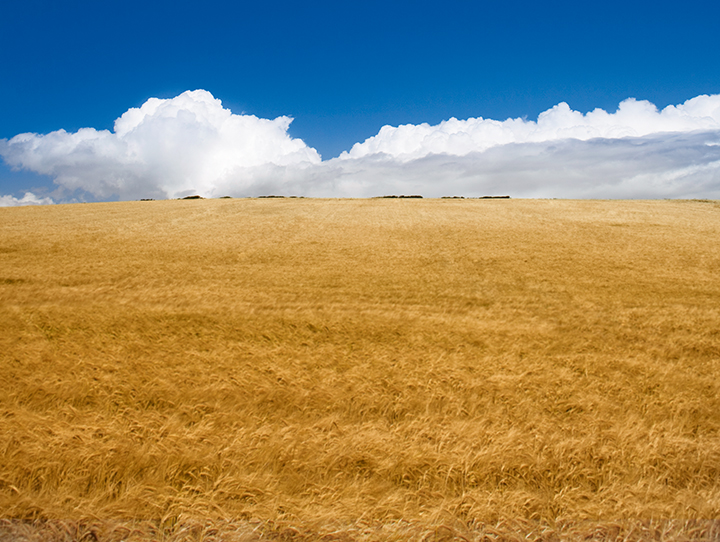 Wheat Field