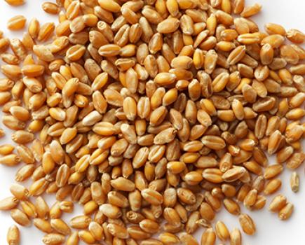 Wheat