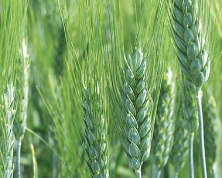 Green Wheat